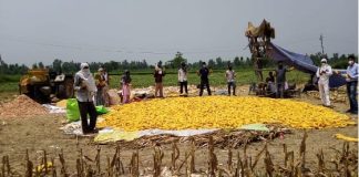 Gram Unnati team and local farmers with their fresh produce of Spring Maize in Udham Singh Nagar, Uttarakhand